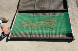 Mesh bags containing approximately 3 cups of spat being stapled into place on a standard 1.8 m oyster tray